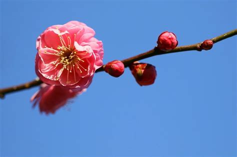 紅梅|紅梅(コウバイ)とは？ 意味や使い方